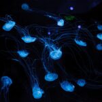 Bio-luminescencyjne systemy oświetleniowe – naturalne źródła światła w budownictwie