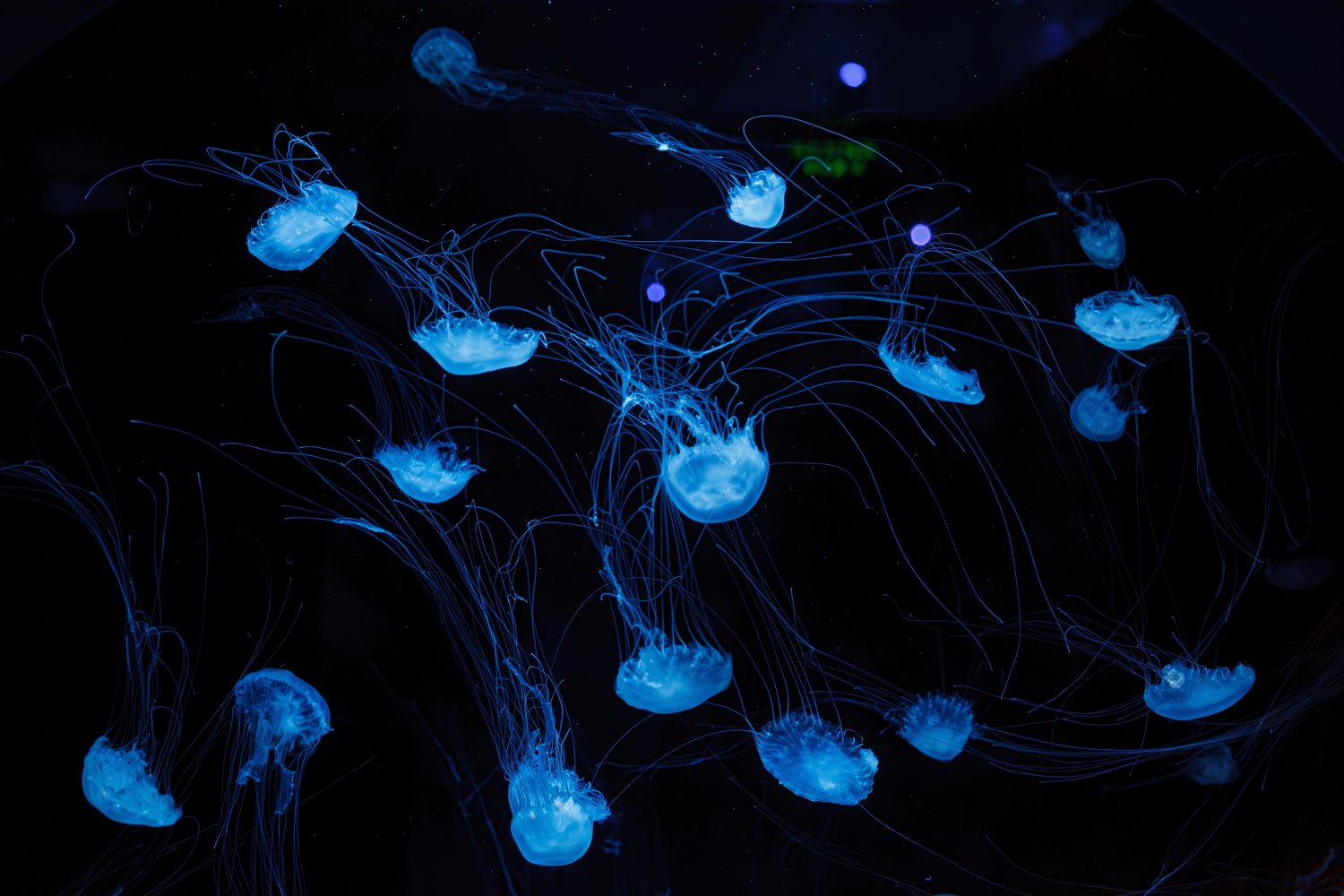 Bio-luminescencyjne systemy oświetleniowe – naturalne źródła światła w budownictwie