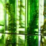 Mikroalgowe fasady – biologiczne filtry powietrza w architekturze