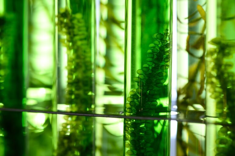 Mikroalgowe fasady – biologiczne filtry powietrza w architekturze